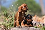 KING CHARLES SPANIEL 121